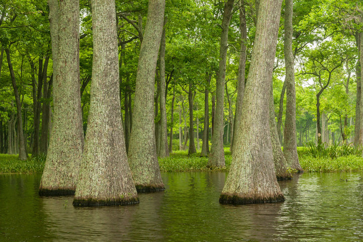 tupelo trees in swamp