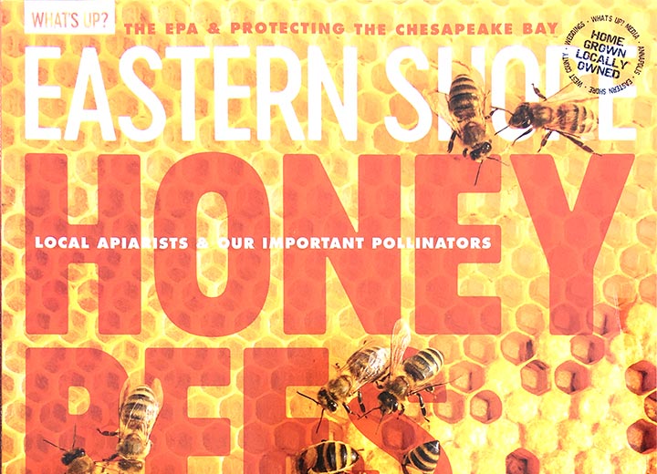 Cover of What's Up magazine with honeycomb and bees featuring Eastern Shore honeybees